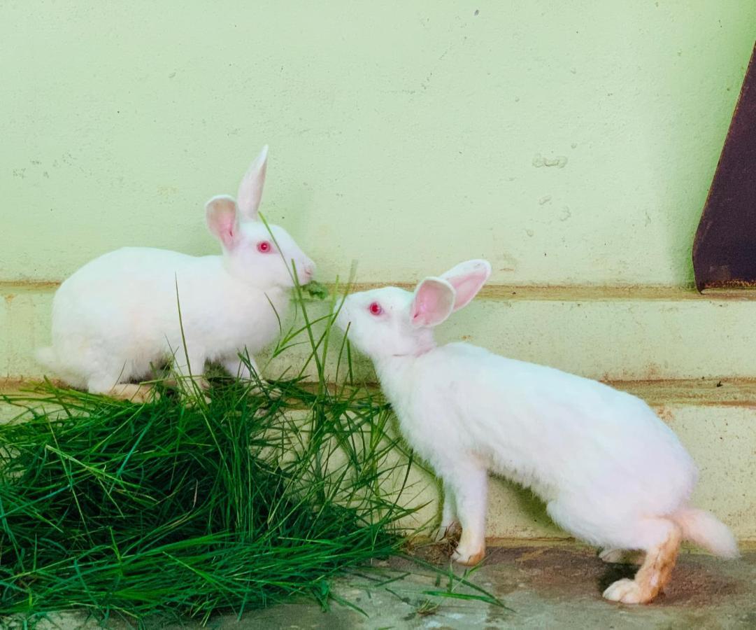 Willa Eco Farm Bengaluru Zewnętrze zdjęcie