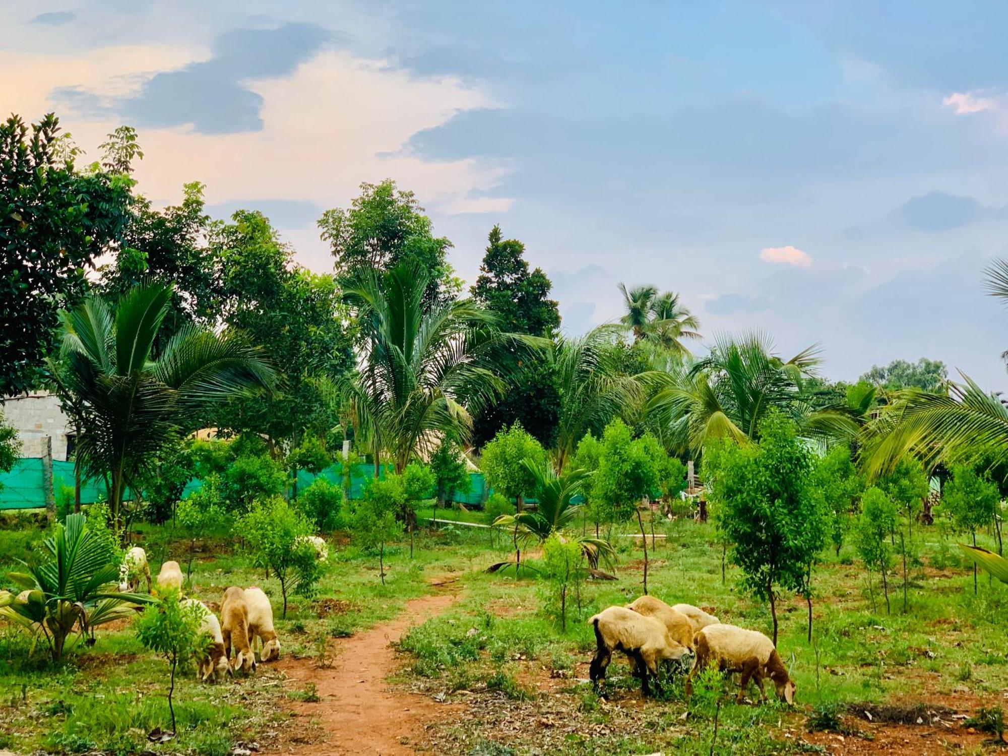 Willa Eco Farm Bengaluru Zewnętrze zdjęcie
